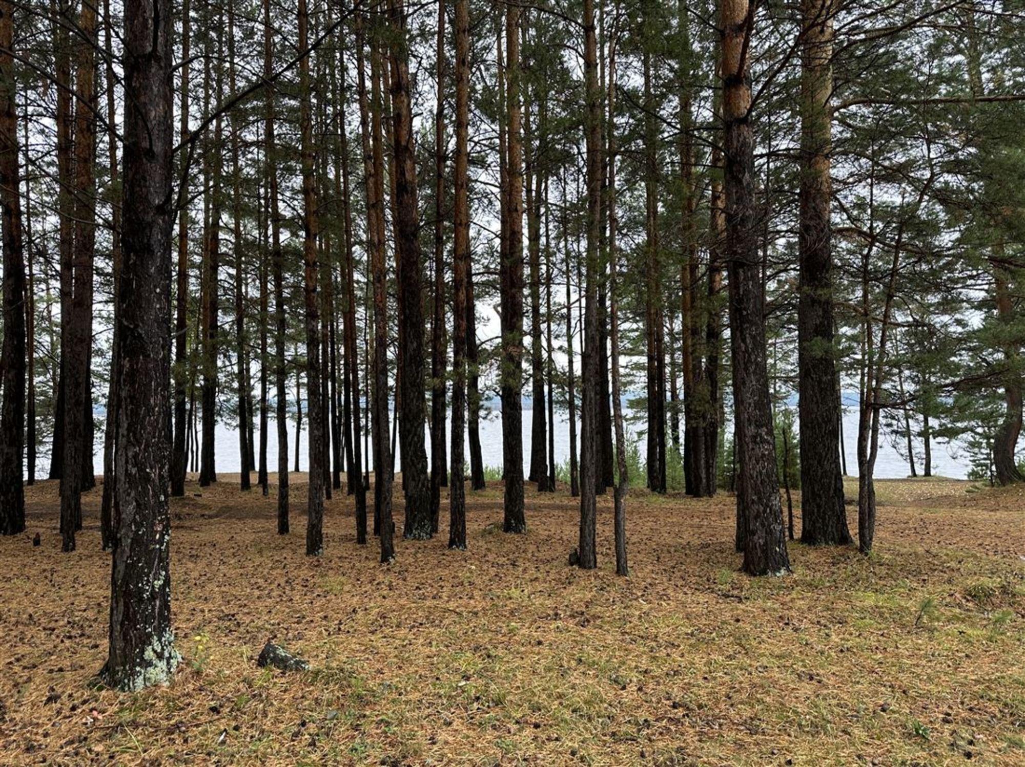 Купить землю, земельный участок за 160 000 рублей на ул Сосновая