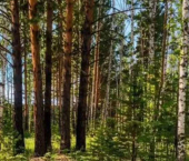 земля 15 сот Тулунский район