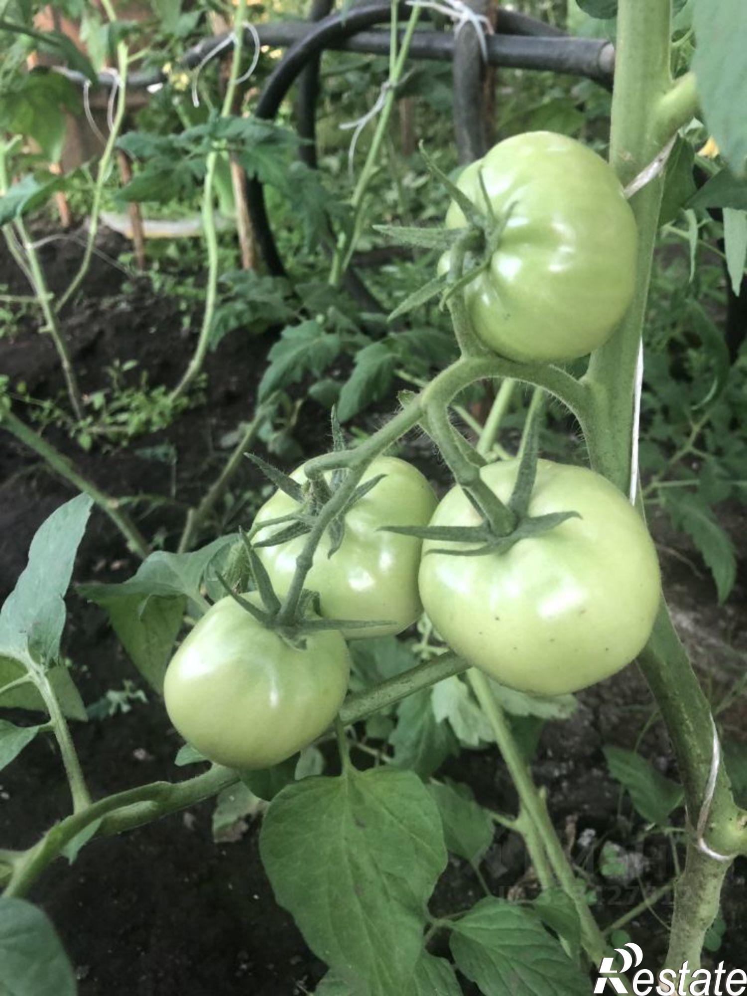Купить дачу, дом, коттедж за 3 950 000 рублей на ул Новая, 5